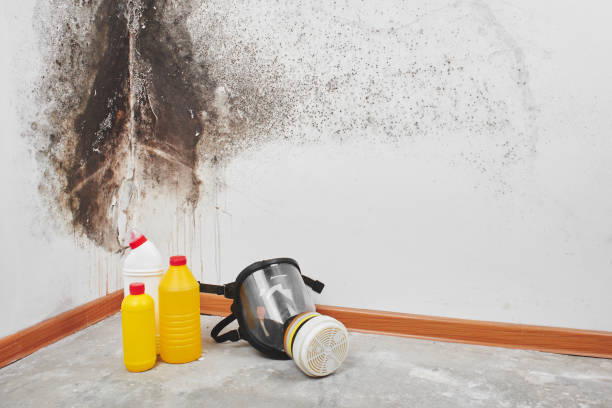 Best DIY Mold Remediation Support Services in Bermuda Dunes, CA