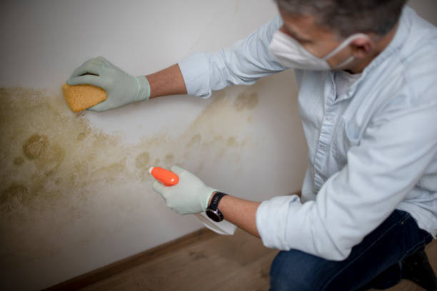 Best Attic Mold Remediation in Bermuda Dunes, CA