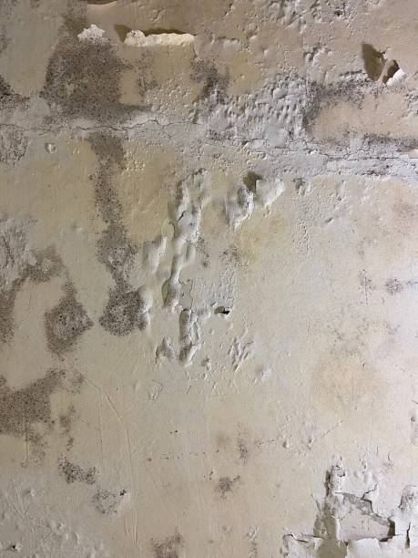 Best Mold Remediation for Schools in Bermuda Dunes, CA