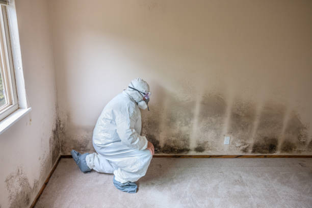 Best Basement Mold Remediation in Bermuda Dunes, CA