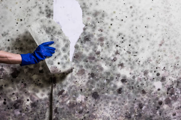 Best Emergency Mold Remediation in Bermuda Dunes, CA