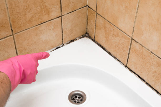 Best Insurance-Related Mold Remediation in Bermuda Dunes, CA